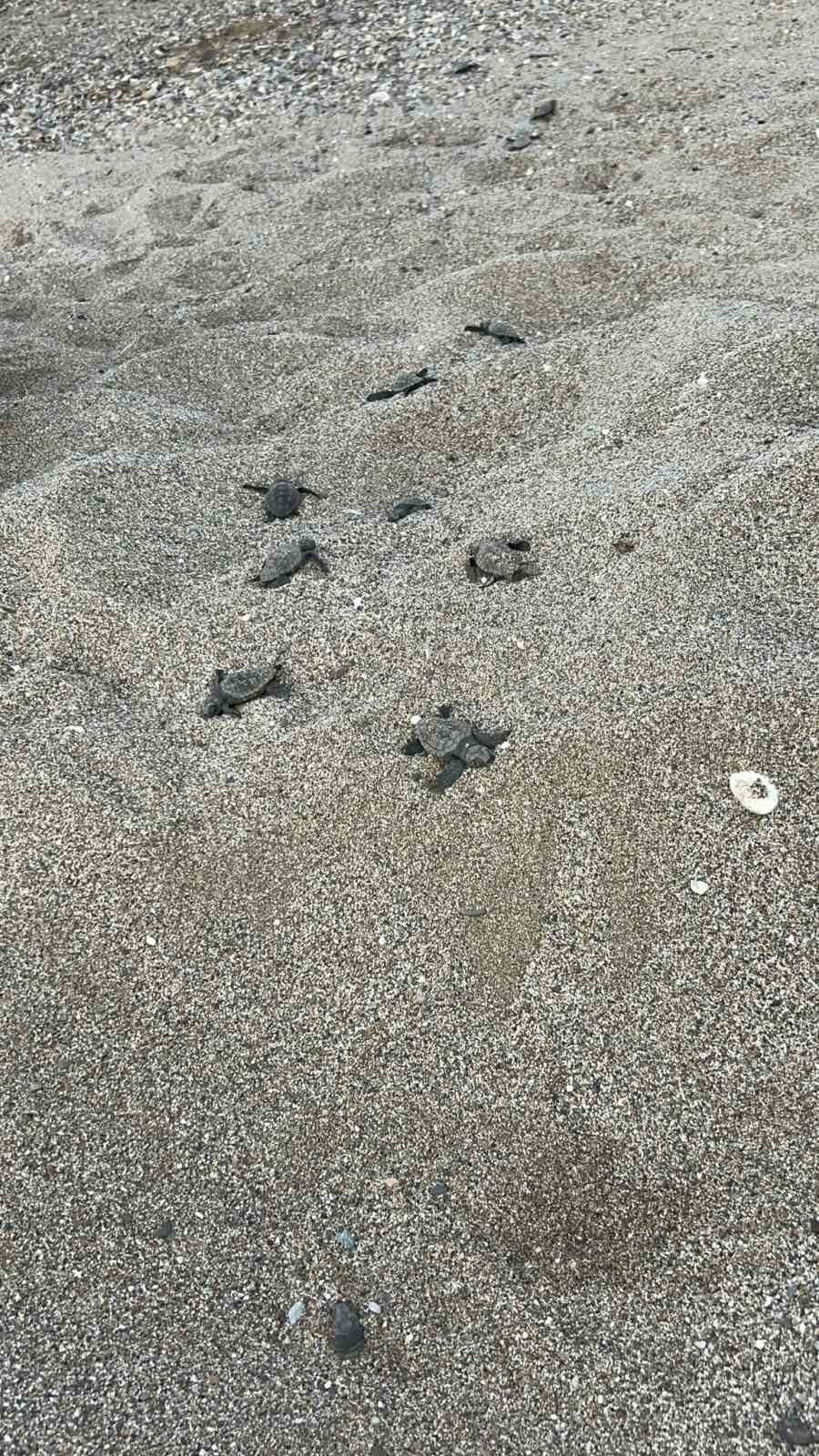 Antalya’da caretta caretta yuvaları zarar gördü