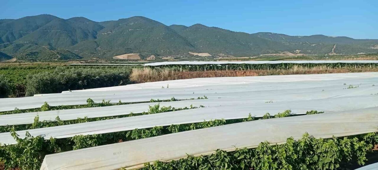Bağ örtücülerin üç kelimelik komut sistemi
