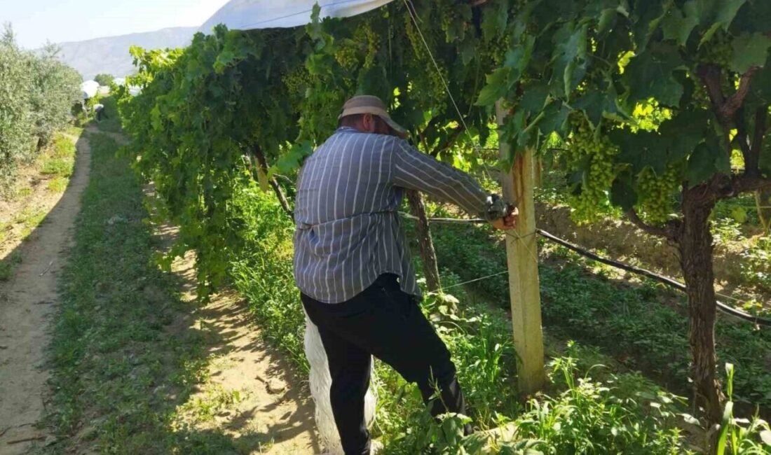 Manisa’nın Sarıgöl ilçesi ve çevresinde yoğun olarak devam eden üzüm