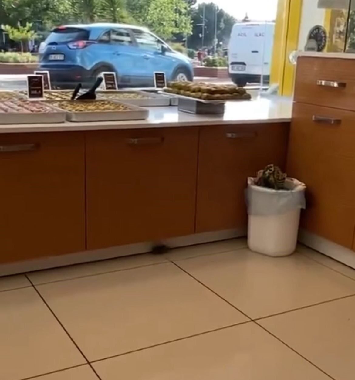 Baklavacıdaki fare görüntüsü mide bulandırdı