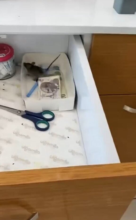 Baklavacıdaki fare görüntüsü mide bulandırdı
