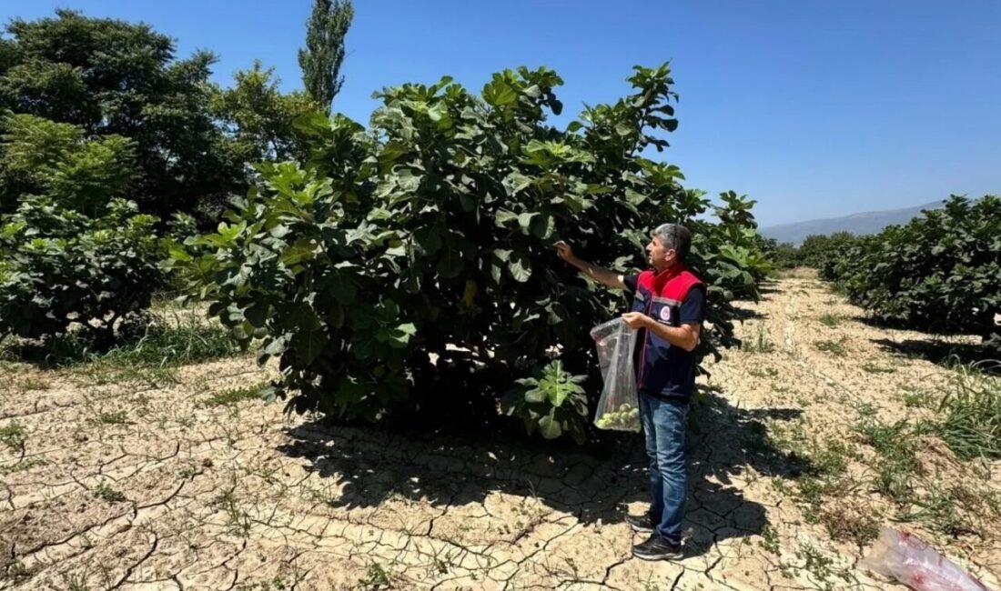 Aydın’ın Buharkent ilçesinde, 2025 yılı Hasat Öncesi Pestisit Kalıntısı Programı