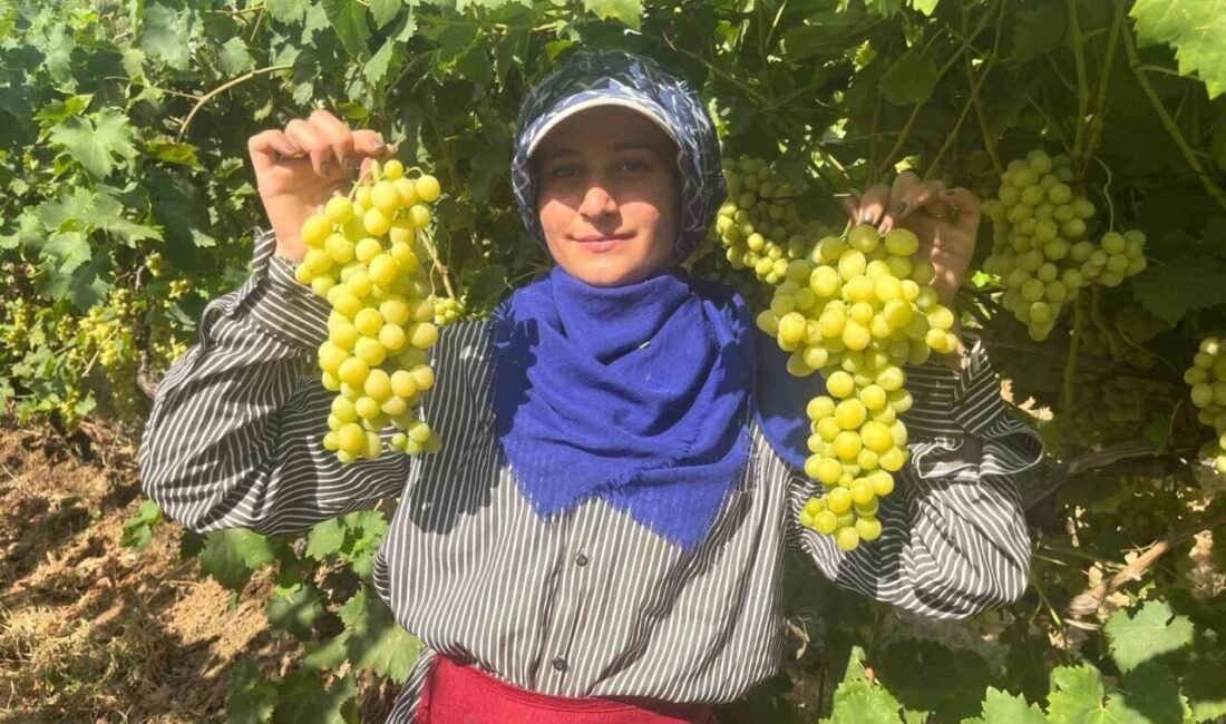 Denizli’nin Buldan ilçesinde turfanda Süperior cinsi üzümün hasadı başladı. Şeker