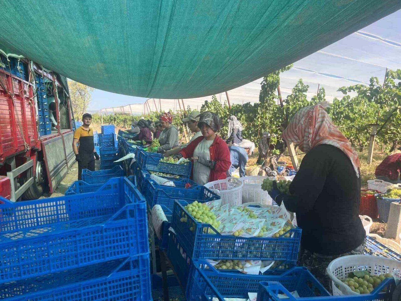 Buldan’ın meşhur üzümü Avrupa ve Arap ülkelerinden talep alıyor