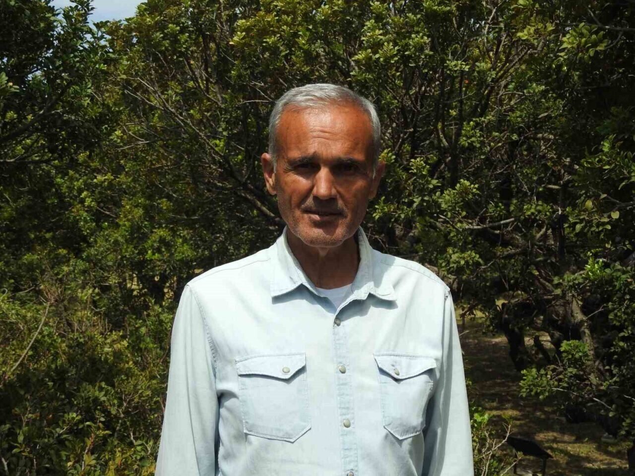 Çeşme’de ağaçlardan sakız damlayacak