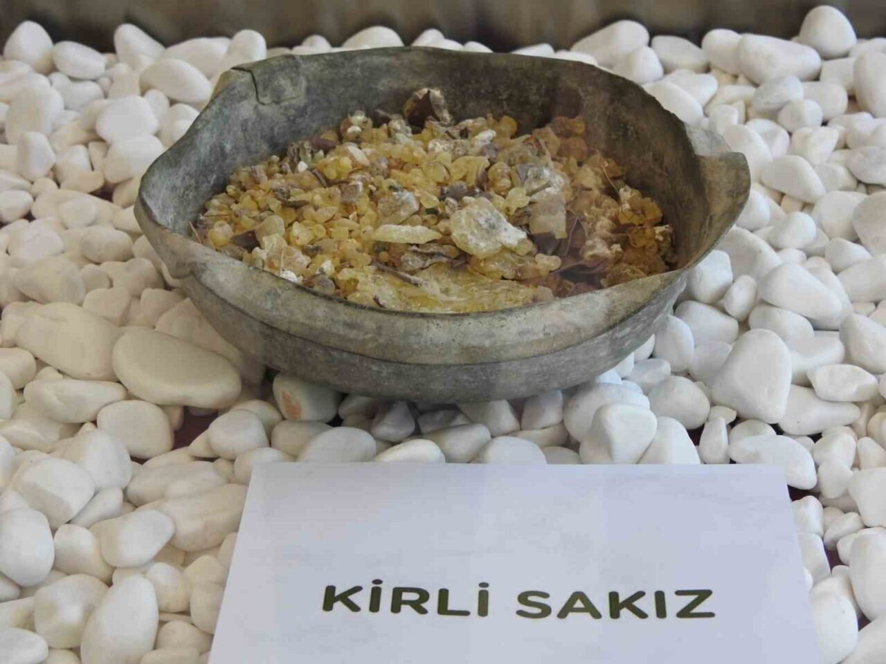 Çeşme’de ağaçlardan sakız damlayacak