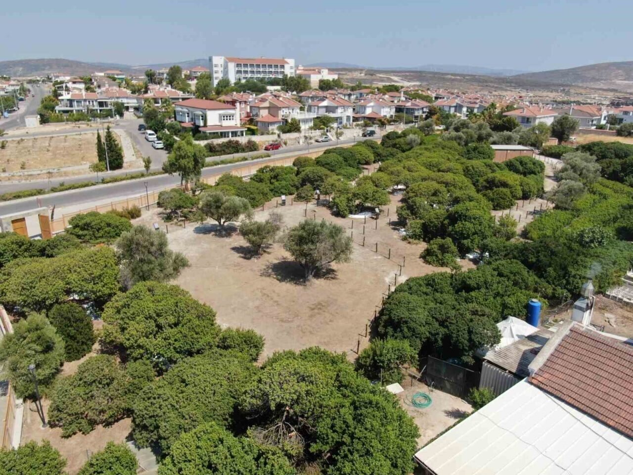 Çeşme’de ağaçlardan sakız damlayacak