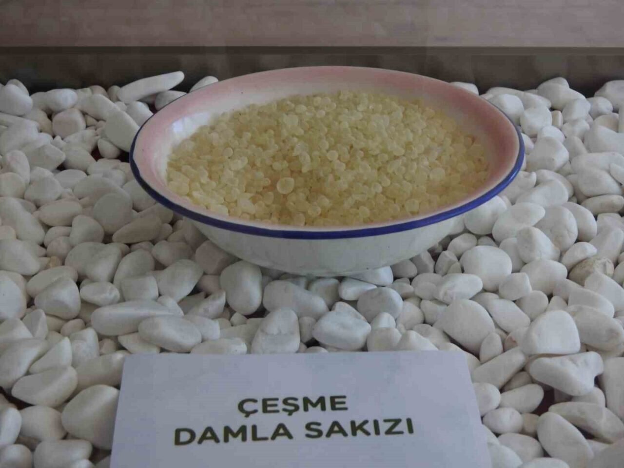 Çeşme’de ağaçlardan sakız damlayacak