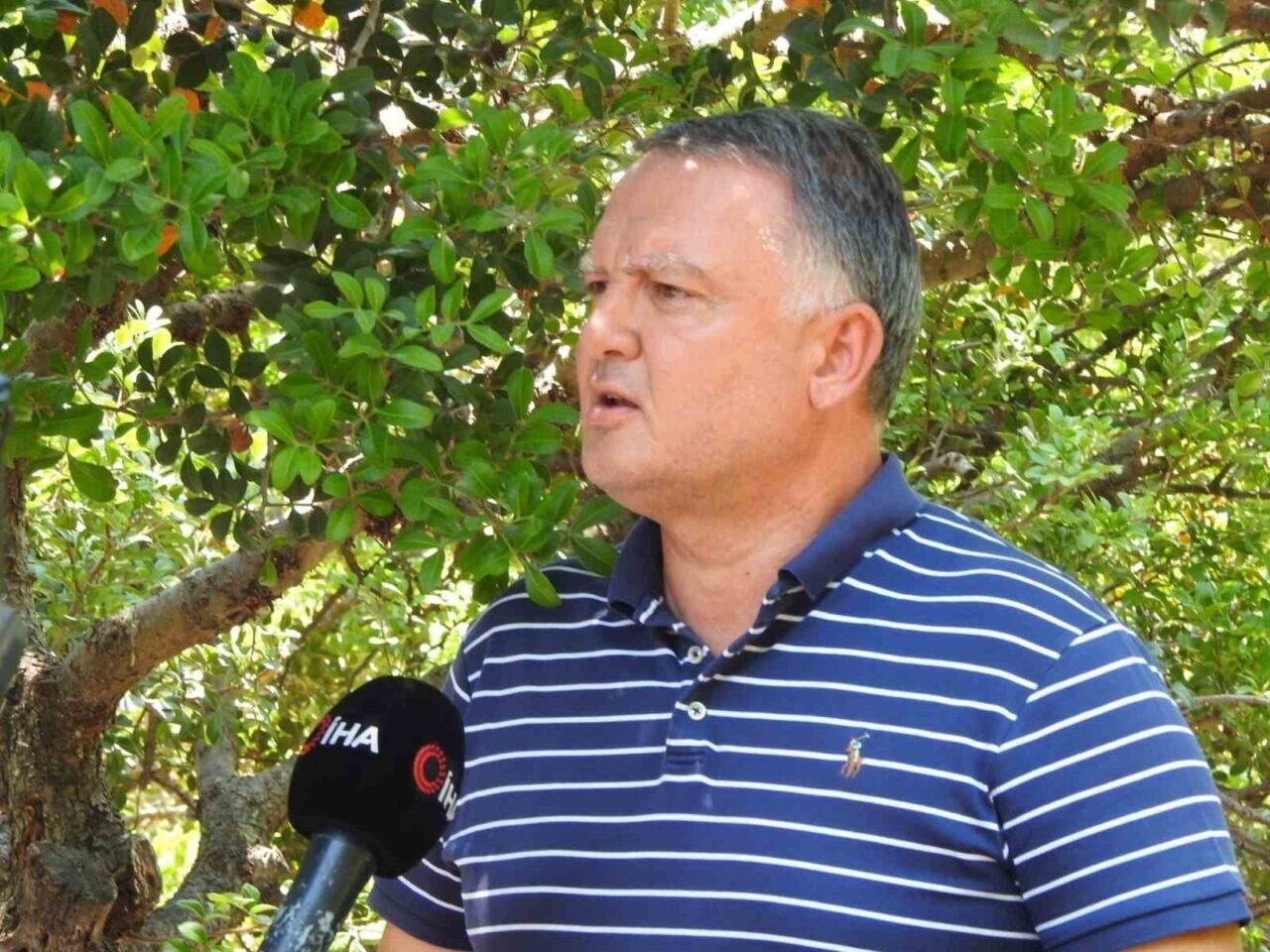 Çeşme’de ağaçlardan sakız damlayacak