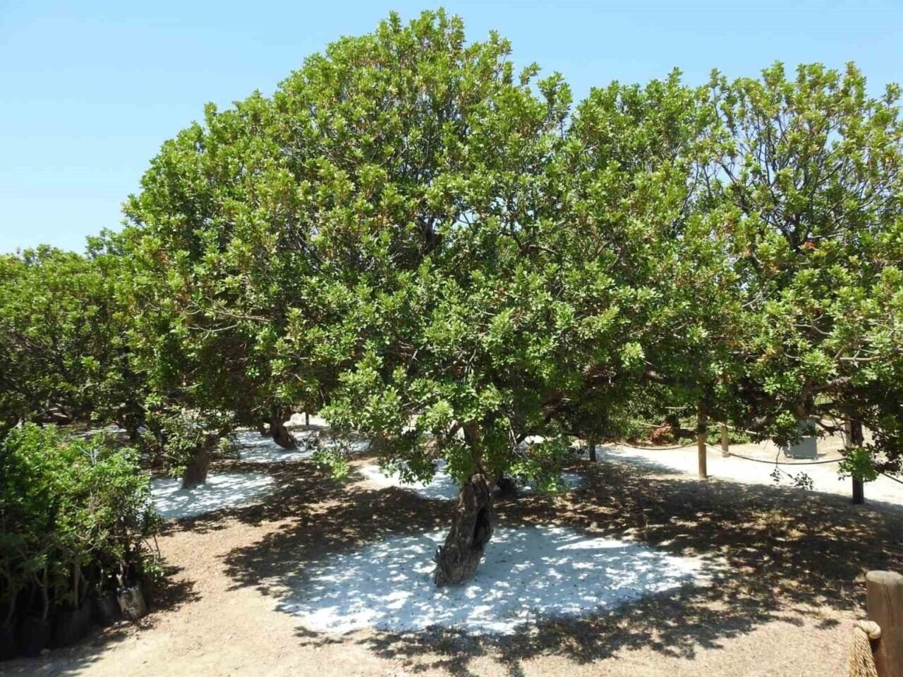 Çeşme’de ağaçlardan sakız damlayacak