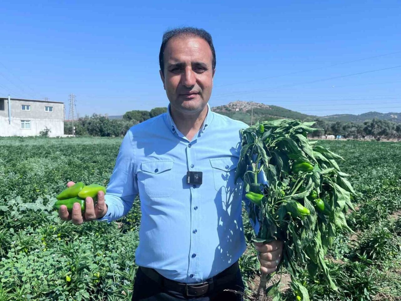 Coğrafi işaretli Arslanlar biberinde hasat dönemi başladı