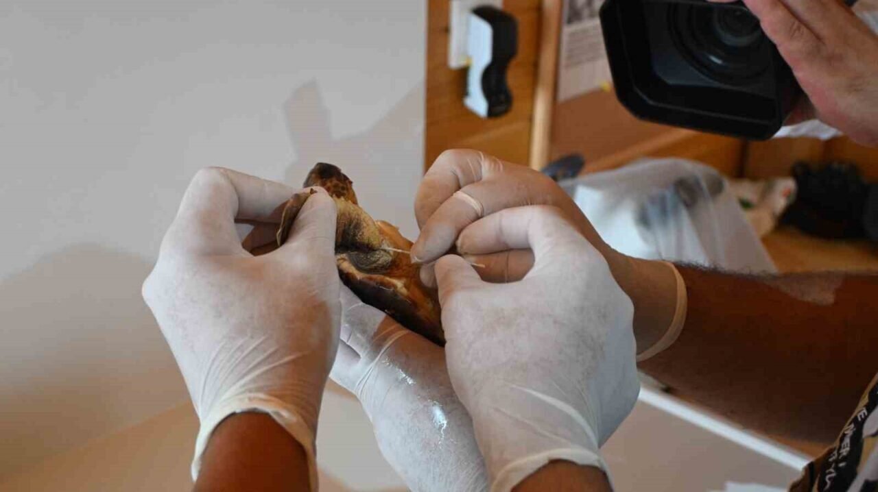 Çuvala dolanmış halde yaralı bulunan Caretta caretta denizle buluştu