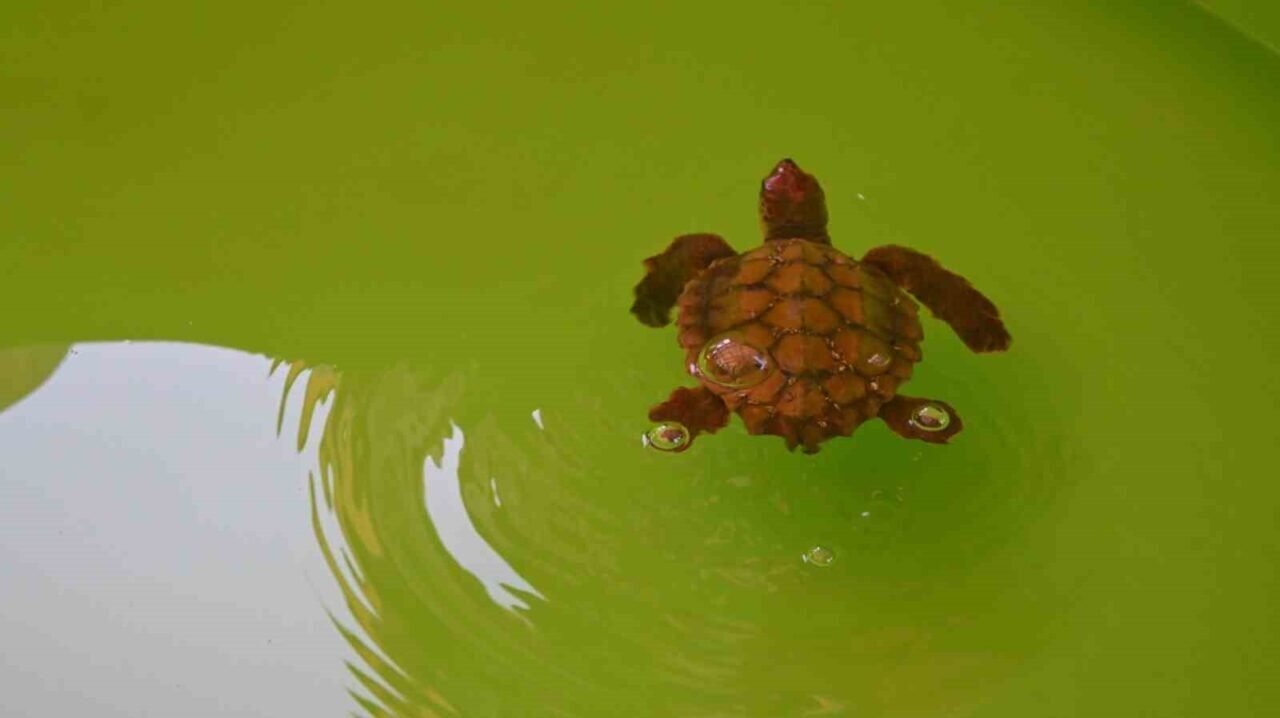 Çuvala dolanmış halde yaralı bulunan Caretta caretta denizle buluştu