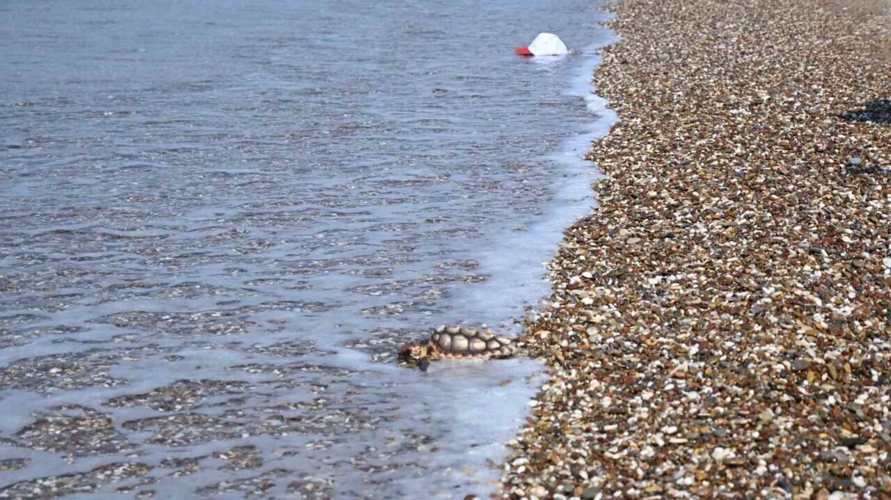 Çuvala dolanmış halde yaralı bulunan Caretta caretta denizle buluştu