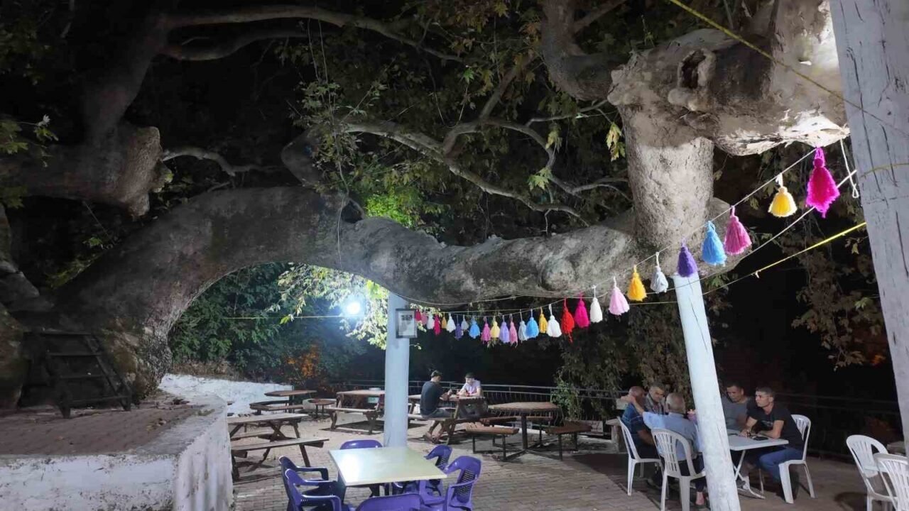 Demirci’de 2 bin yıllık anıt çınarda odun ateşinde çay