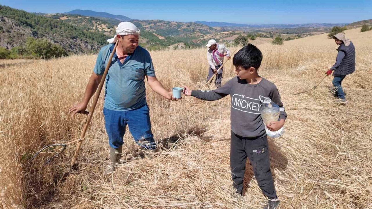 Demirci’de buğday ve arpalar imece usulüyle hasat ediliyor