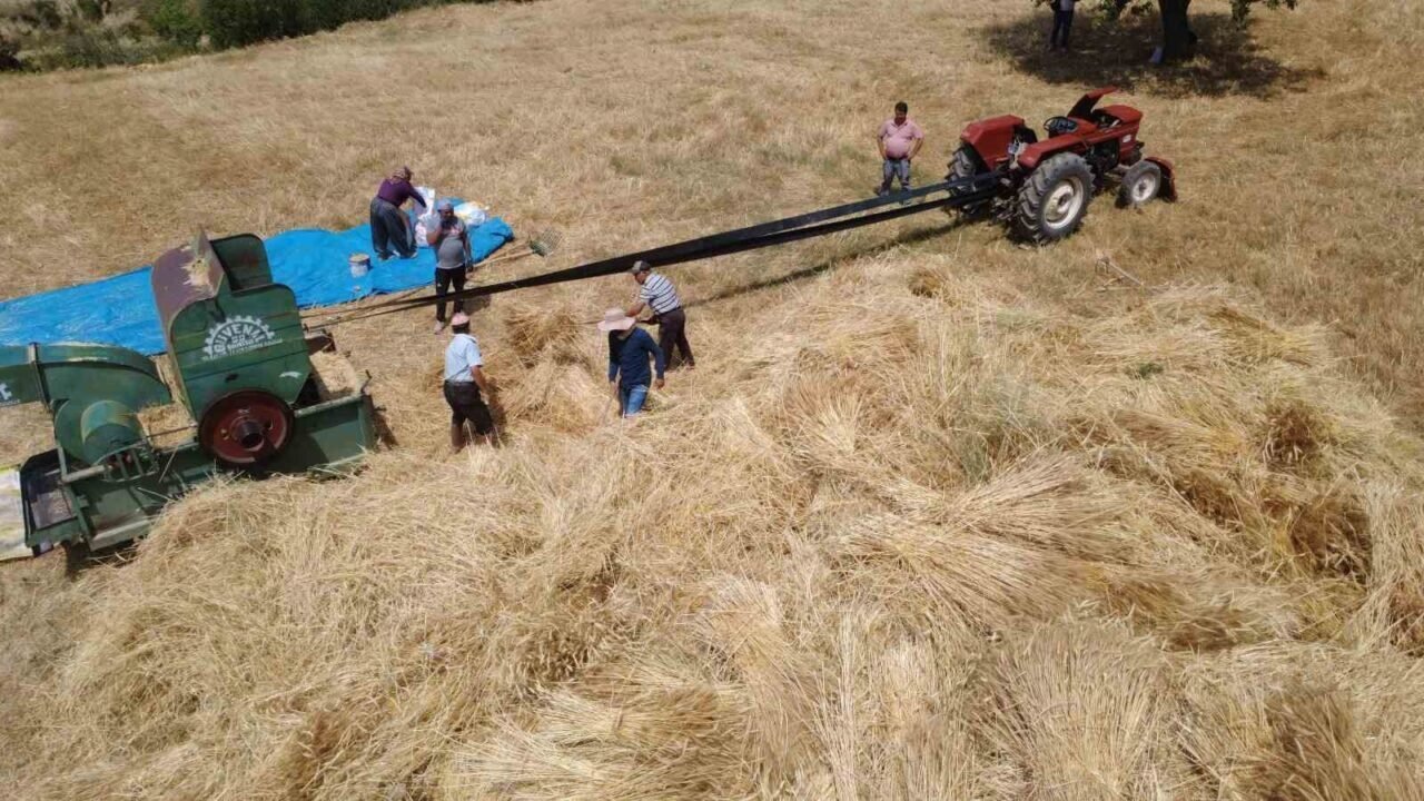 Demirci’de buğday ve arpalar imece usulüyle hasat ediliyor