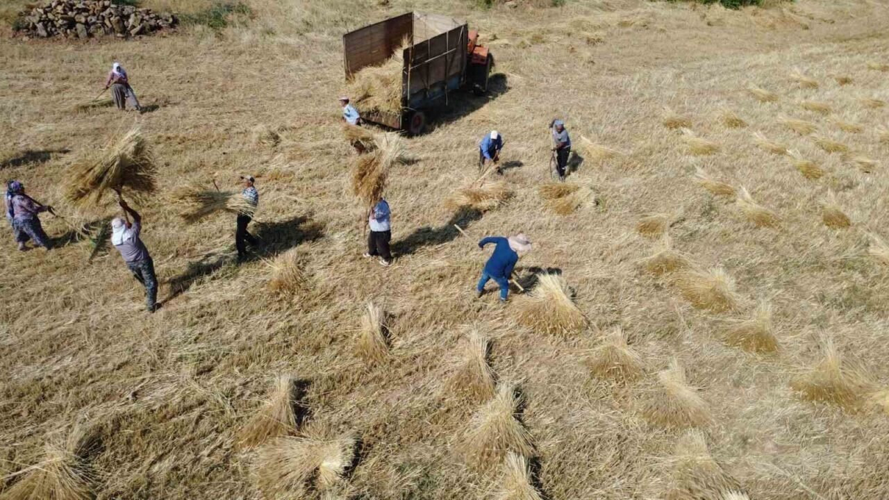 Demirci’de buğday ve arpalar imece usulüyle hasat ediliyor