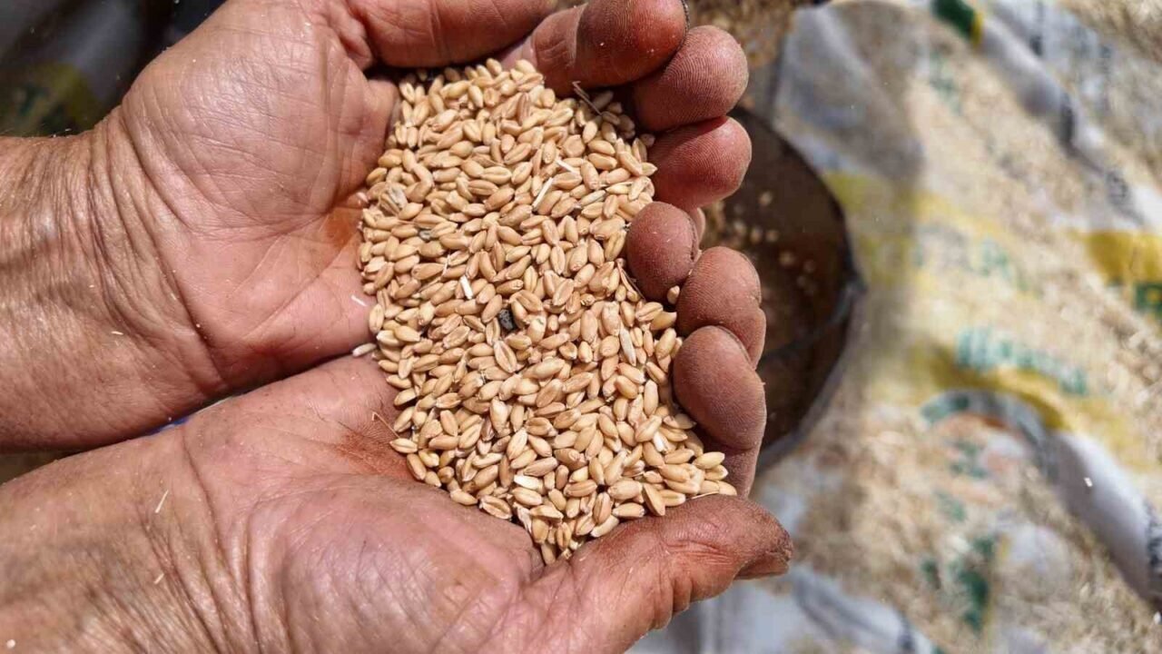 Demirci’de buğday ve arpalar imece usulüyle hasat ediliyor