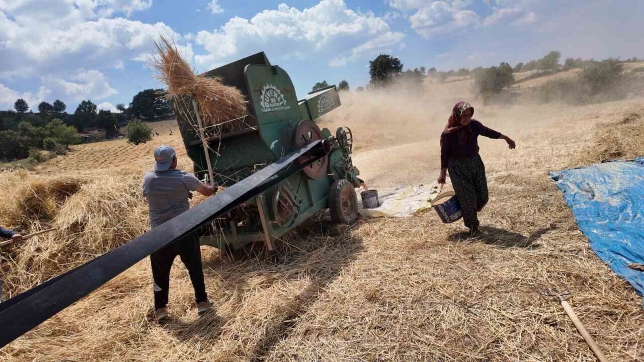 Demirci’de buğday ve arpalar imece usulüyle hasat ediliyor