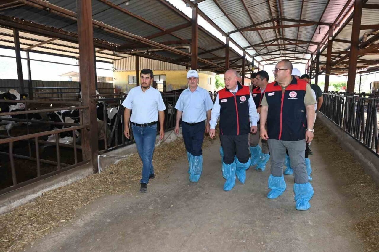 Denizli’de 511 bin ton inek sütü üretiliyor
