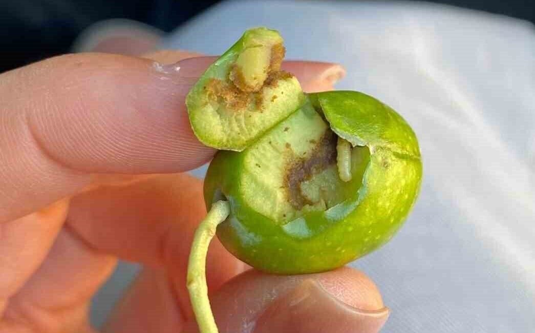 Didim İlçe Tarım ve Orman Müdürlüğü tarafından yapılan açıklamada zeytin