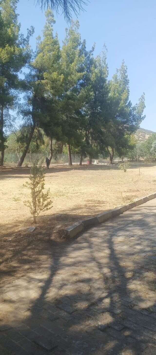 Dünyaca ünlü antik kentte kuru otlar temizlendi