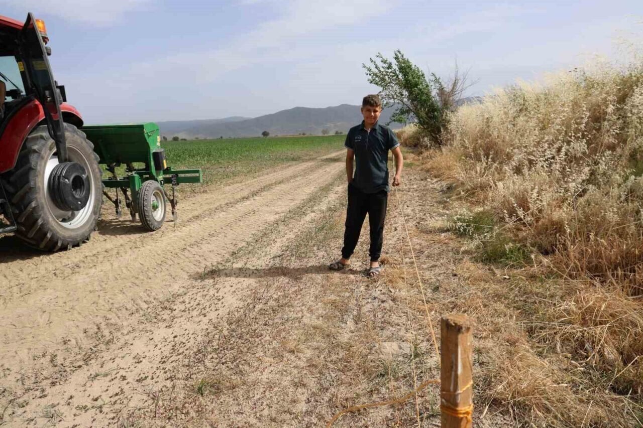 Ege’de domuz sorunu artarak devam ediyor