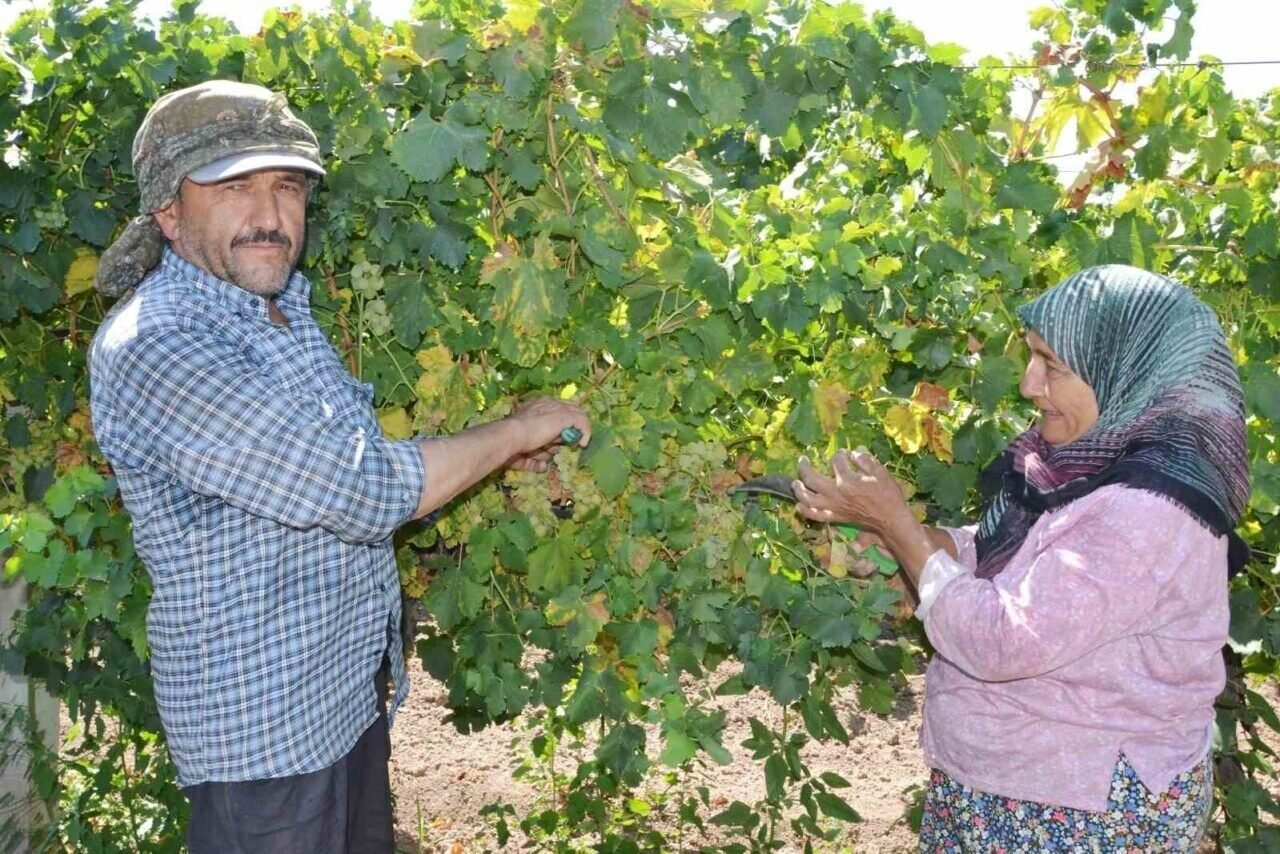 Erkenci üzümde hem hasat hem kurutma başladı