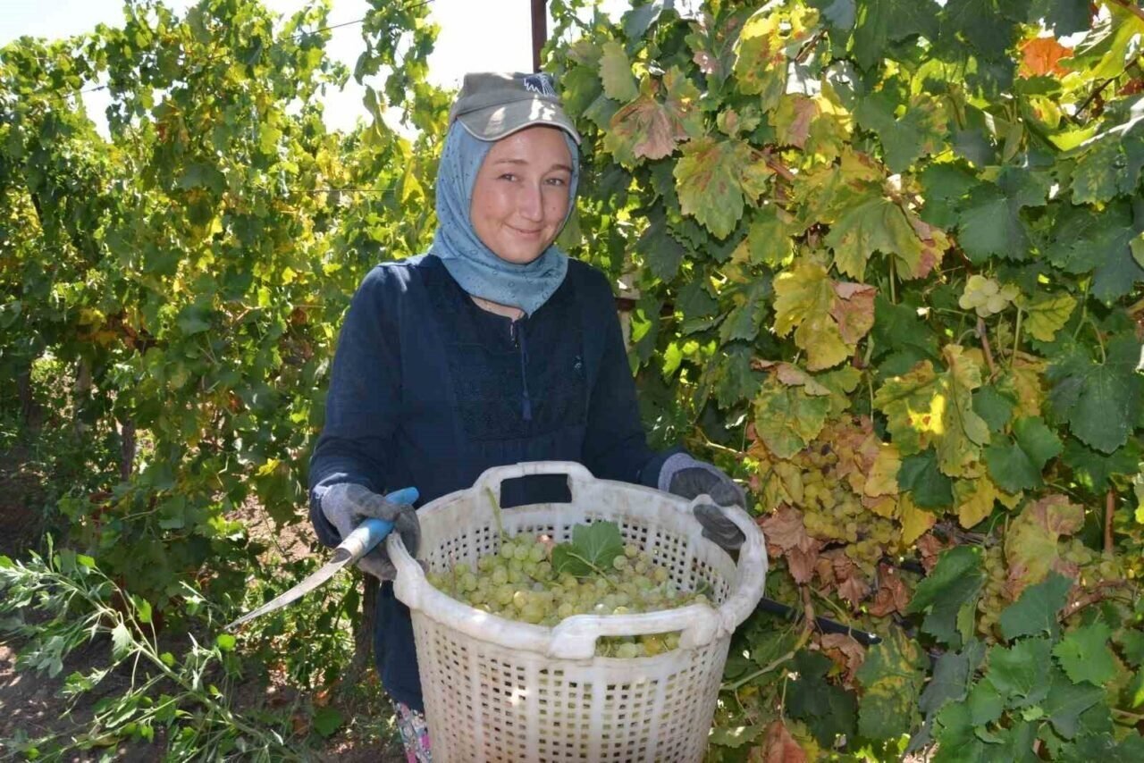 Erkenci üzümde hem hasat hem kurutma başladı