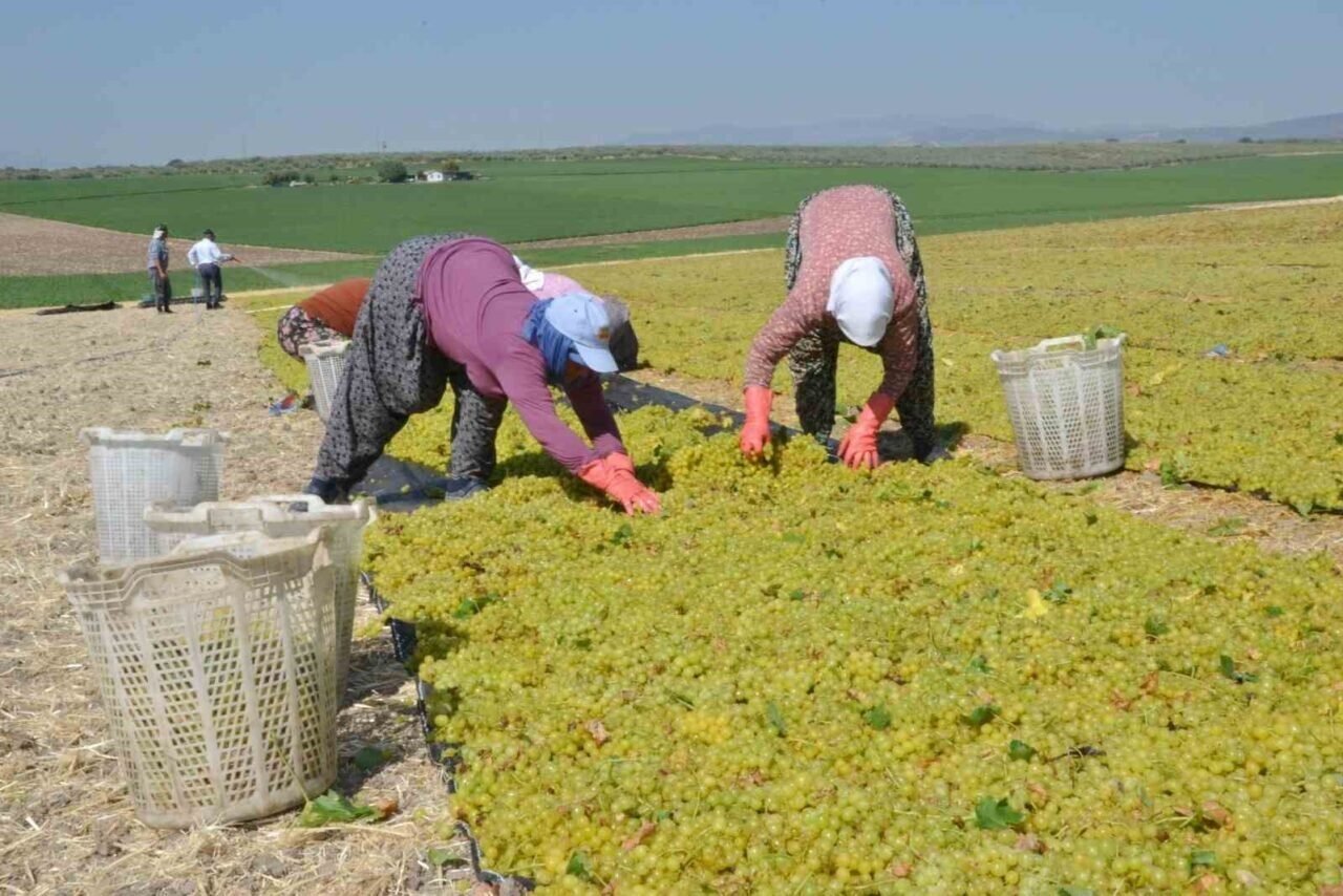 Erkenci üzümde hem hasat hem kurutma başladı
