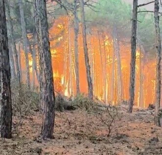 Eskişehir’de çıkan orman yangınını söndürme çalışmaları sırasında alevlerin arasında kalarak