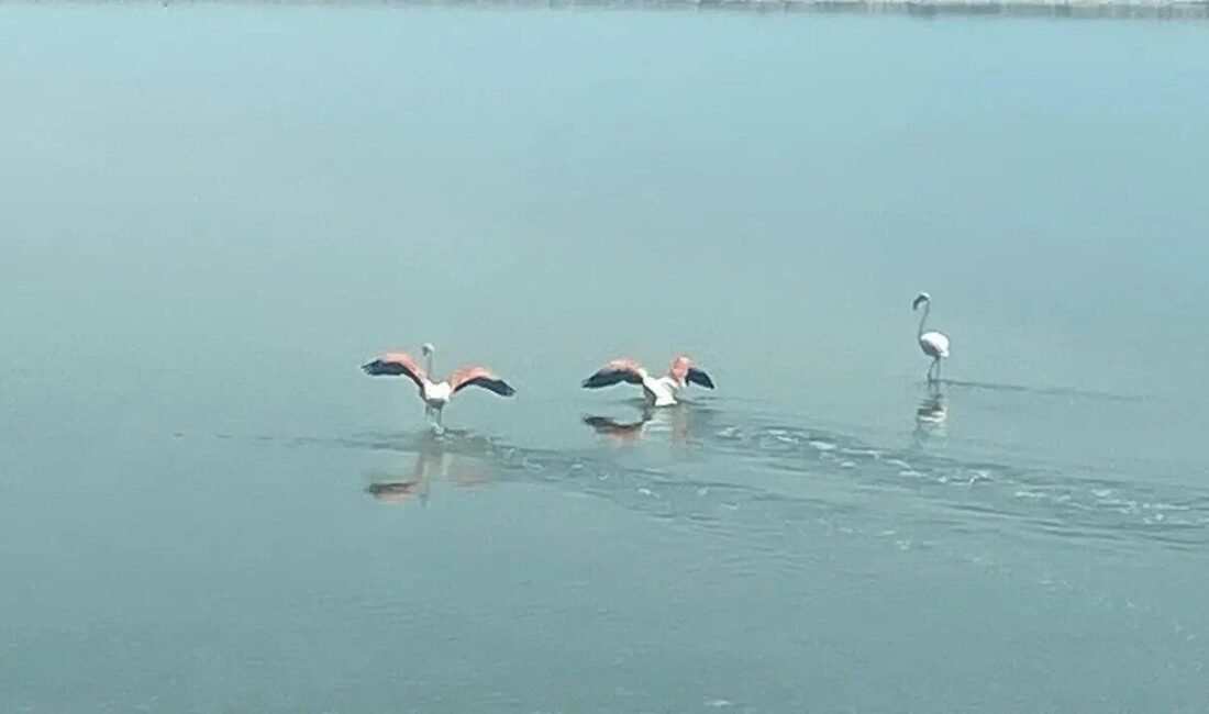 Kuzey Afrika’dan yola çıkan flamingolar, Denizli-Afyonkarahisar sınırındaki Acıgöl’e ulaştı. Göç