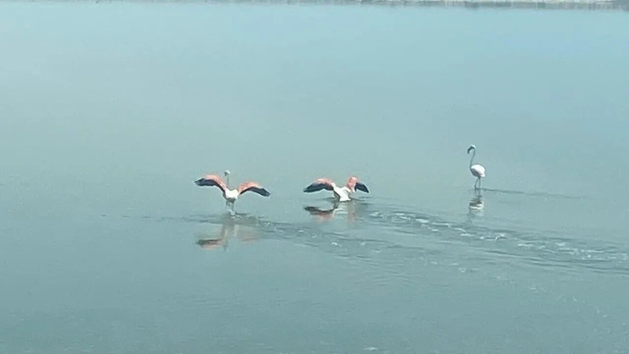 Flamingoların zorlu göçü tamamlandı