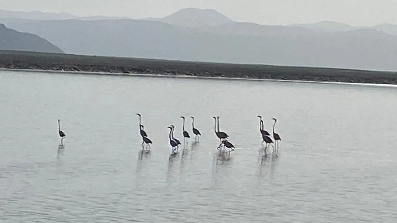 Flamingoların zorlu göçü tamamlandı