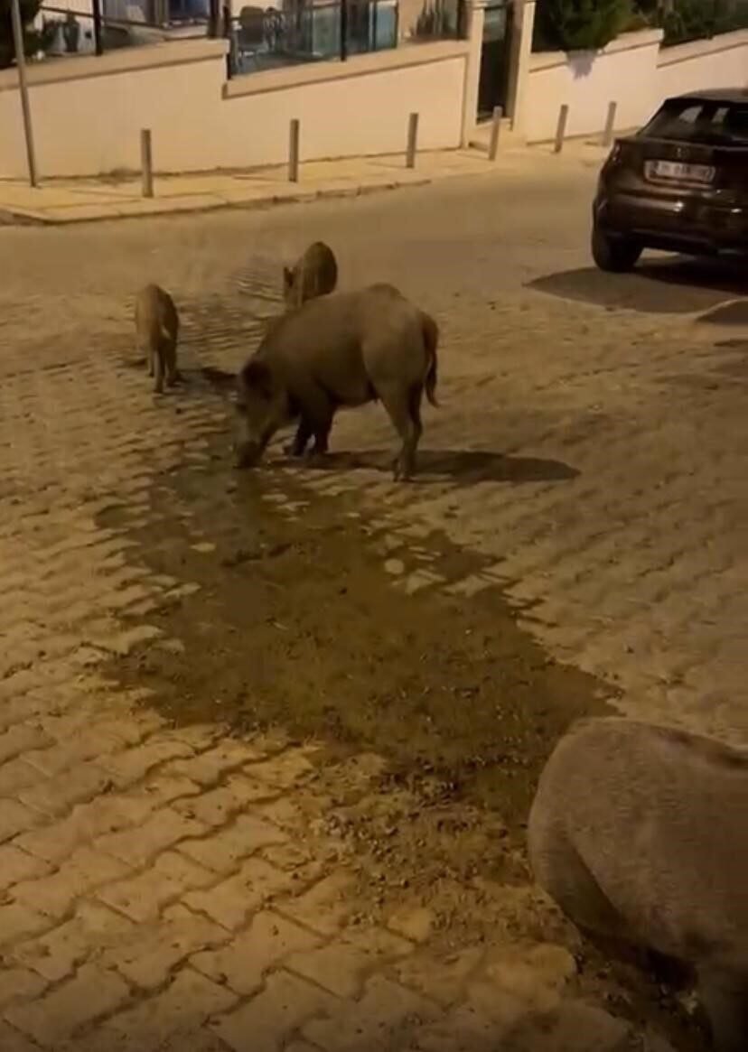 İzmir’de boşa akan su, domuzlara park oldu