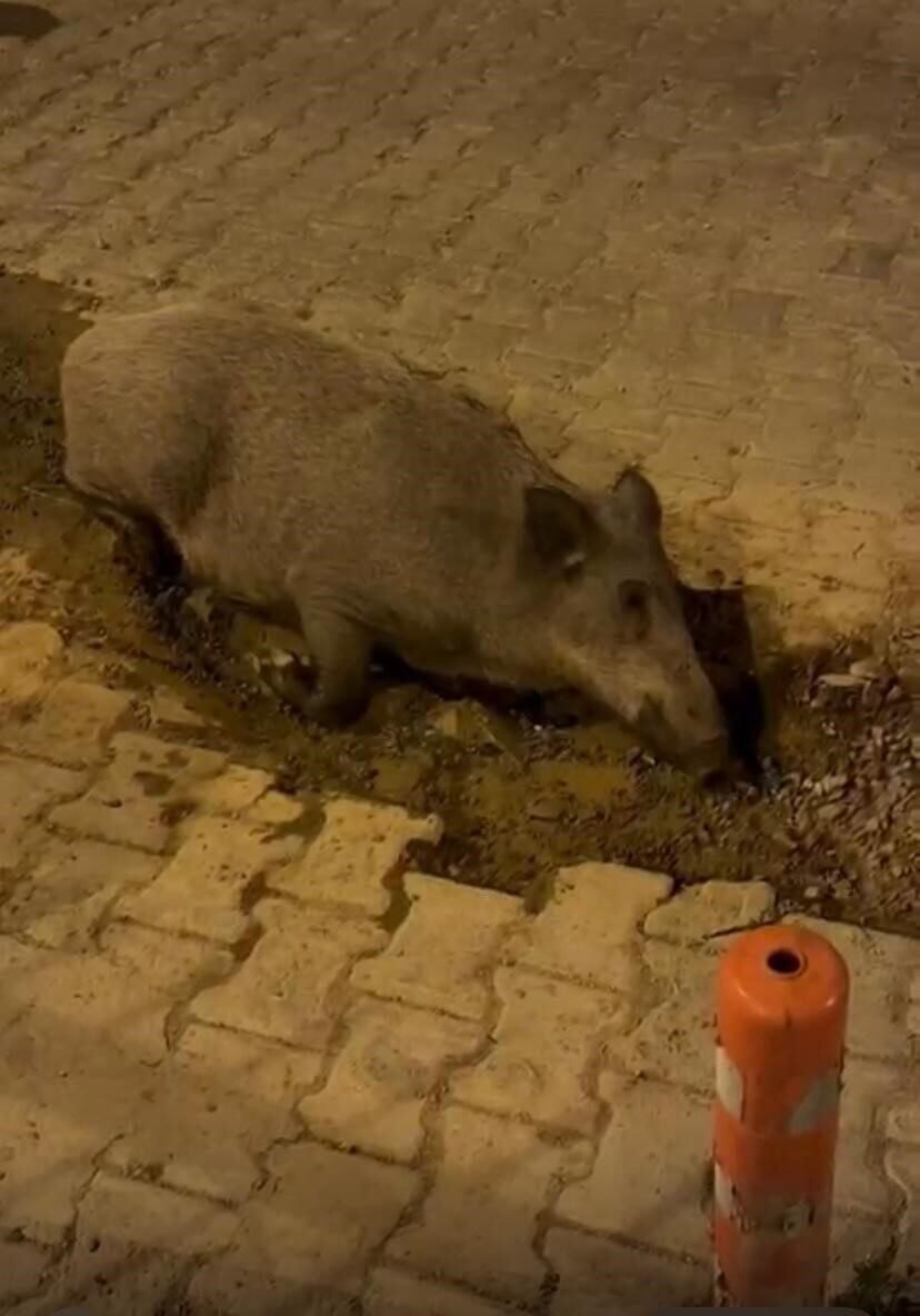 İzmir’de boşa akan su, domuzlara park oldu