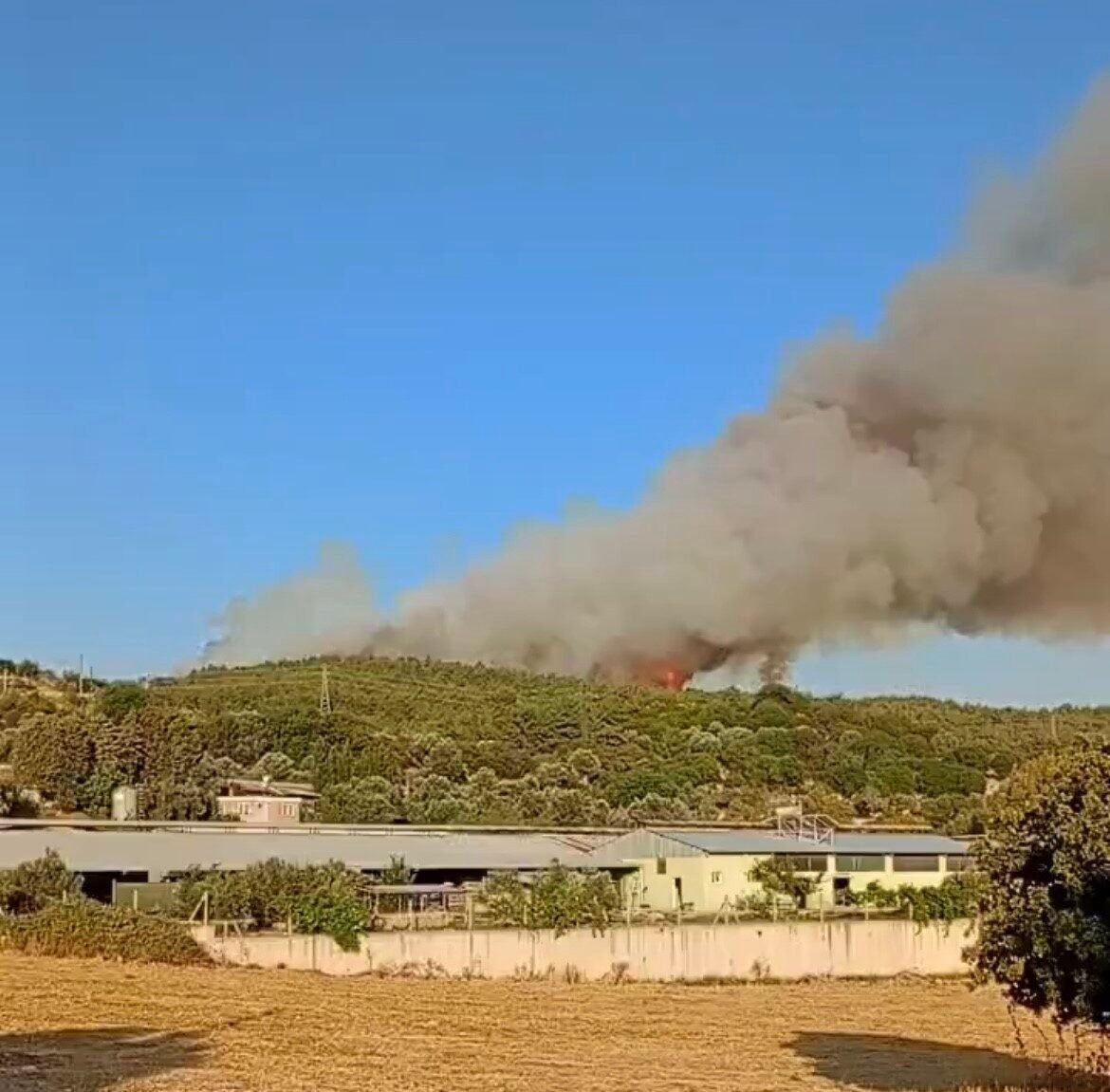 İzmir’de ormanlık alanda yangın İzmir’de ormanlık alanda yangın