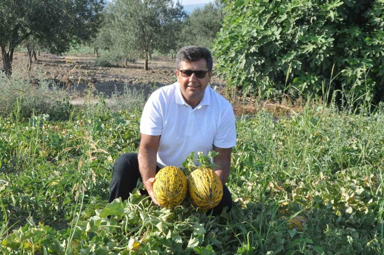 Kırkağaç Kavunu AB’den tescil alan 38. ürün oldu Kırkağaç Kavunu AB’den tescil alan 38. ürün oldu