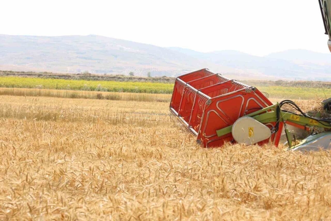 Korkuteli Yeşiloba Yaylası’nda hibe tohumların buğday hasadı başladı
