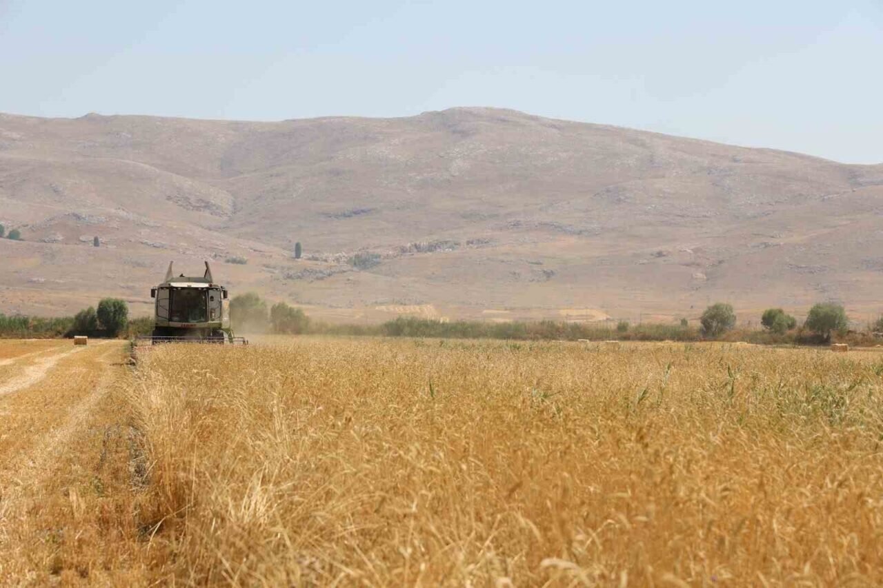 Korkuteli Yeşiloba Yaylası’nda hibe tohumların buğday hasadı başladı