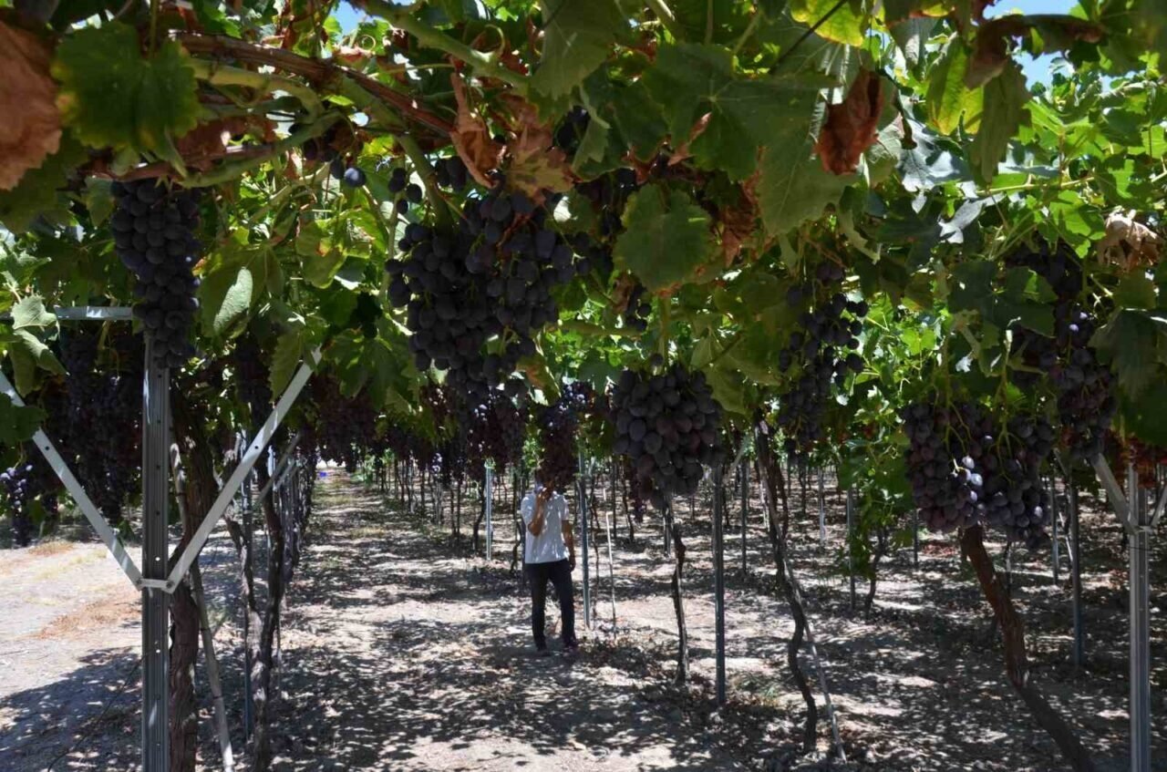 Manisa’da ’çilek uzümü’ hasadı başladı