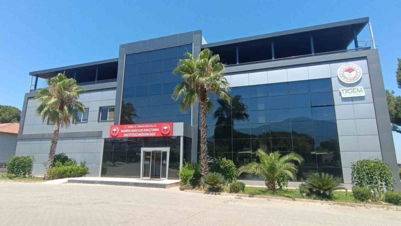 Manisa’da ’çilek uzümü’ hasadı başladı