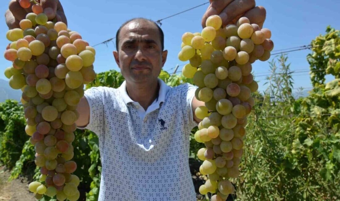 Manisa Bağcılık Araştırma Enstitüsü’nün koleksiyon parselinde yer alan 12 asmalık