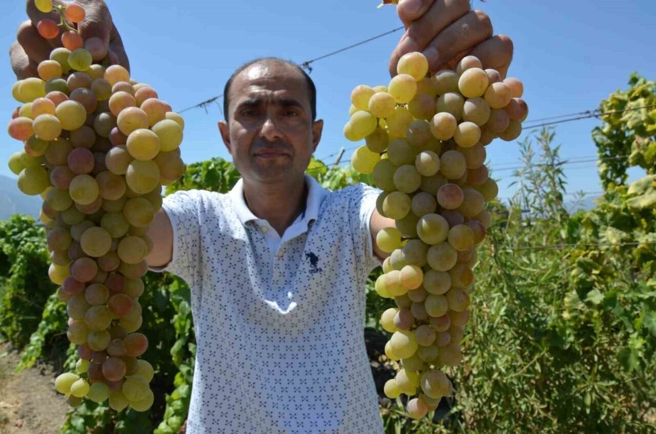 Manisa’da ’çilek uzümü’ hasadı başladı Manisa’da ’çilek uzümü’ hasadı başladı