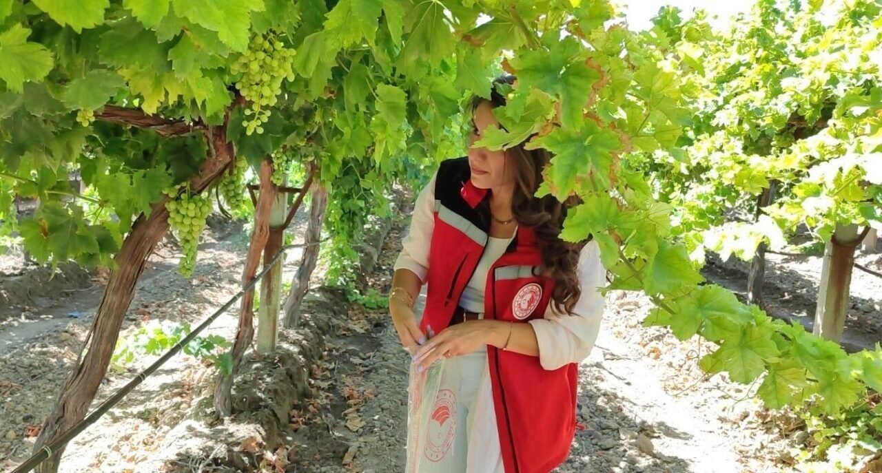 Manisa’da üzüm hasadı ve ihracatı başlıyor Manisa’da üzüm hasadı ve ihracatı başlıyor