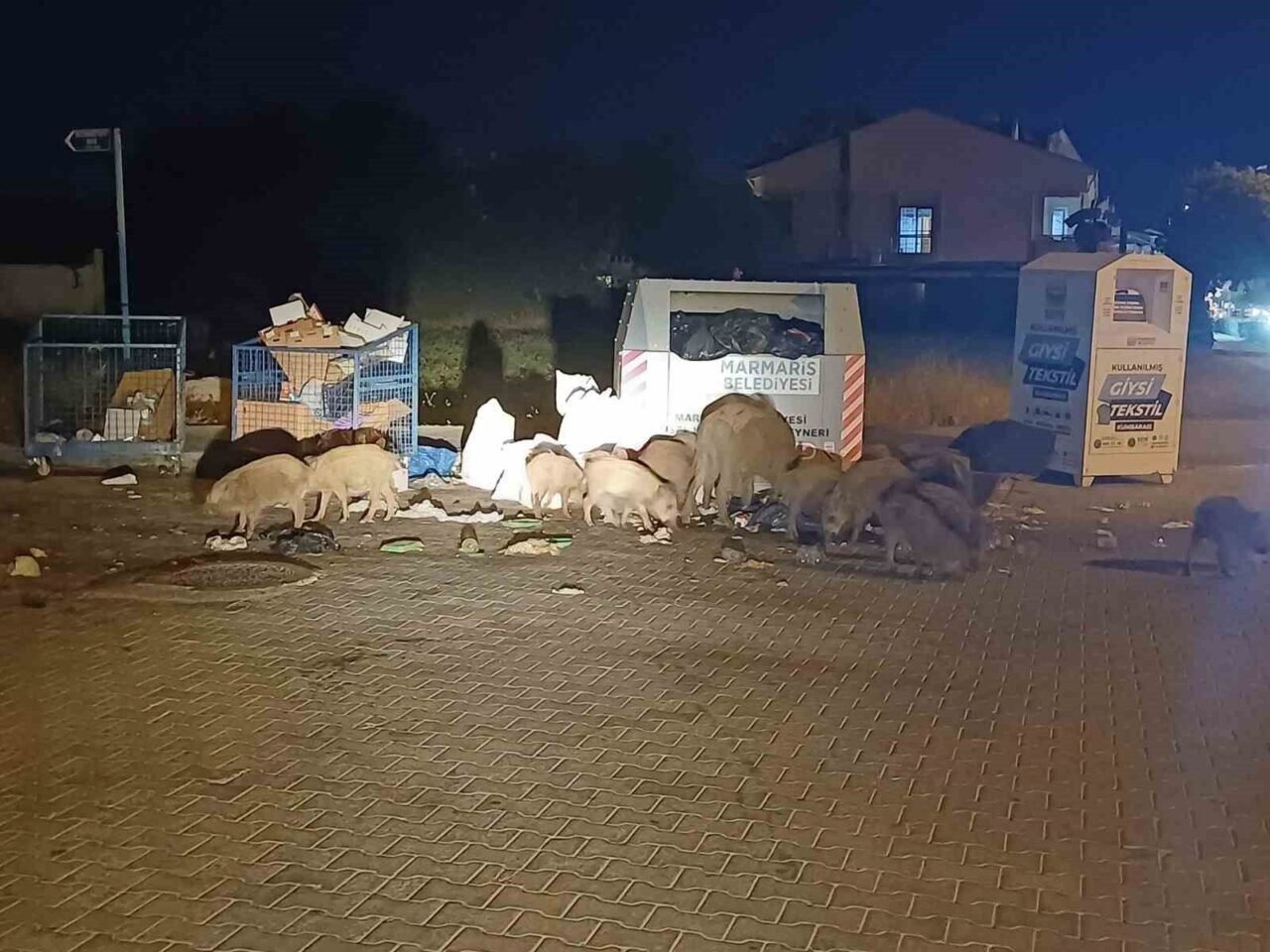 Marmaris Belediyesi’nin duyarsızlığı şehri domuz çiftliğine çevirdi