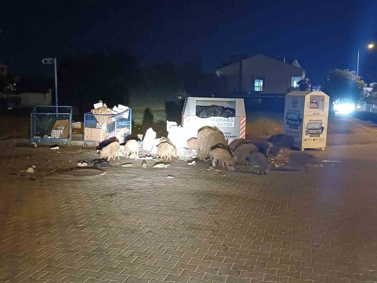 Marmaris Belediyesi’nin duyarsızlığı şehri domuz çiftliğine çevirdi