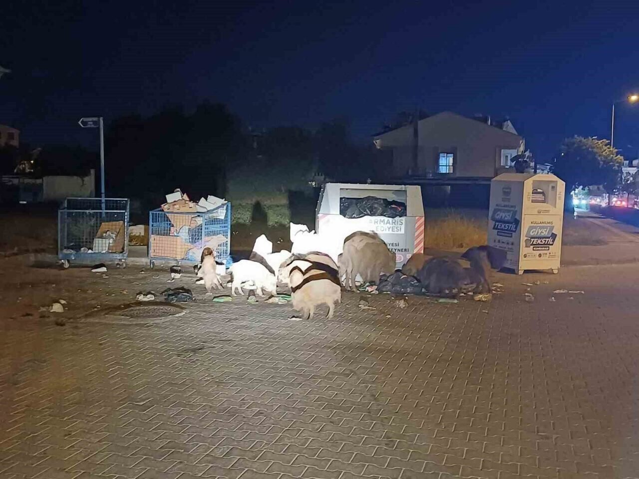 Marmaris Belediyesi’nin duyarsızlığı şehri domuz çiftliğine çevirdi