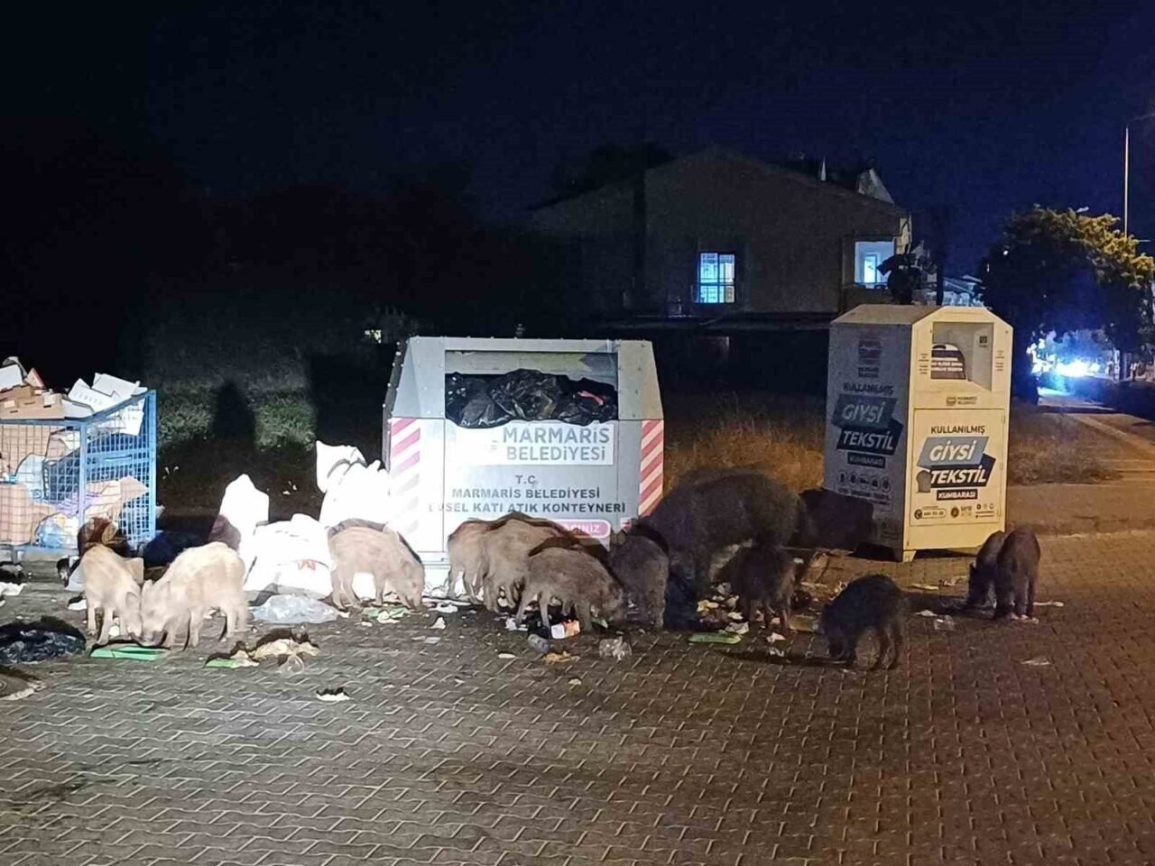 Marmaris Belediyesi’nin duyarsızlığı şehri domuz çiftliğine çevirdi